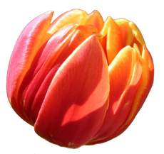 Tulpe-9.jpg